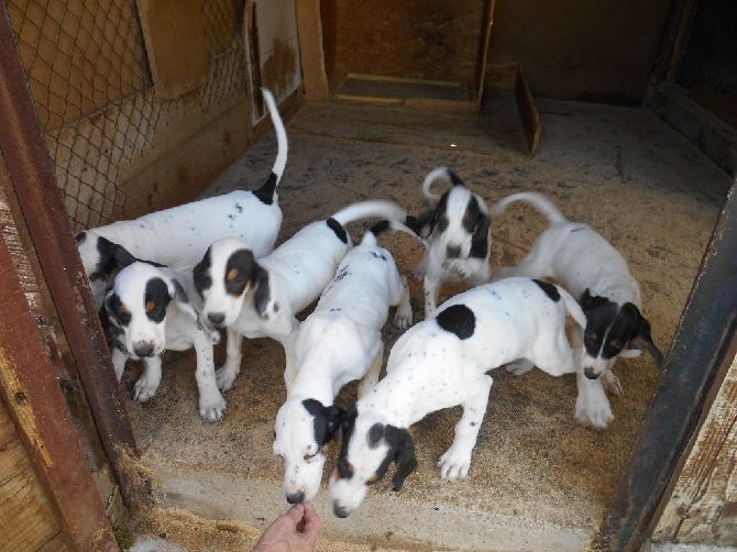 Du Coteau De La Versenne - Note d'information ( chiots disponible)