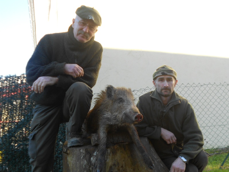Sanglier coiffé par les chiens