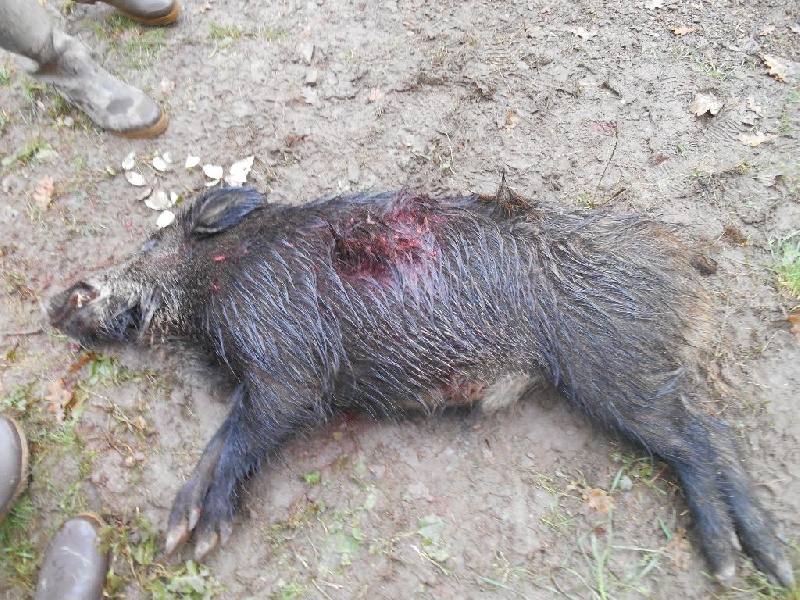 Chasse en SAONE ET LOIRE