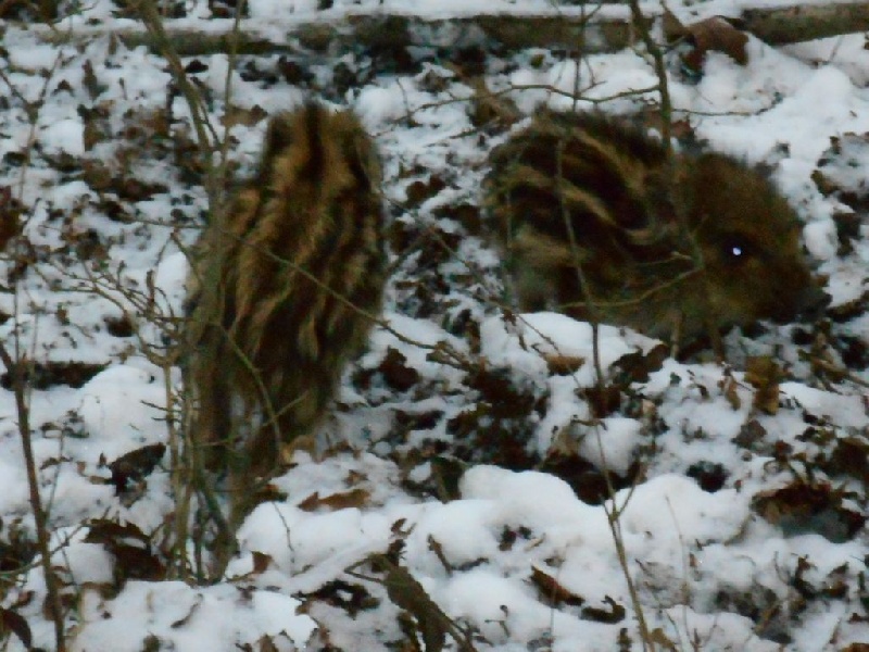 Marcassins en hiver