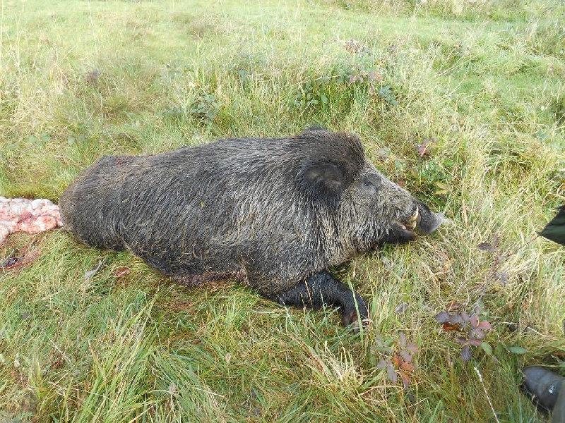 Sanglier 130kg
