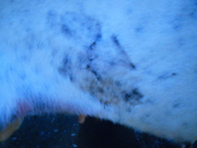 Blessures